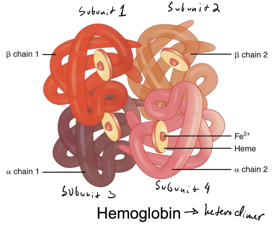 protein structures formed by **more than one polypeptide chain**

* ex) hemoglobin