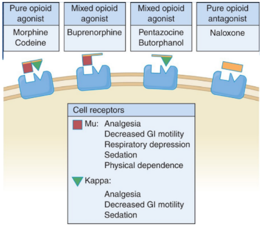 <p><strong>Agonists</strong></p><ul><li><p>Bind to opioid pain receptor in the brain - cause analgesic response (reduction of pain sensation)</p></li><li><p>All come down to morphine - </p></li></ul><p><strong>Partial Agonist/Mixed Agonist/Agonist-Antagonist </strong></p><ul><li><p>Bind to pain receptor</p></li><li><p>Cause weaker neurologic response than full agonist</p></li><li><p>Can use these when trying to help a patient wean down if they are addicted to opioids </p></li></ul><p><strong>Antagonists</strong></p><ul><li><p>Reverse effects of these drugs in pain receptors (competitive antagonists)</p></li><li><p>Example - naloxone</p></li></ul>