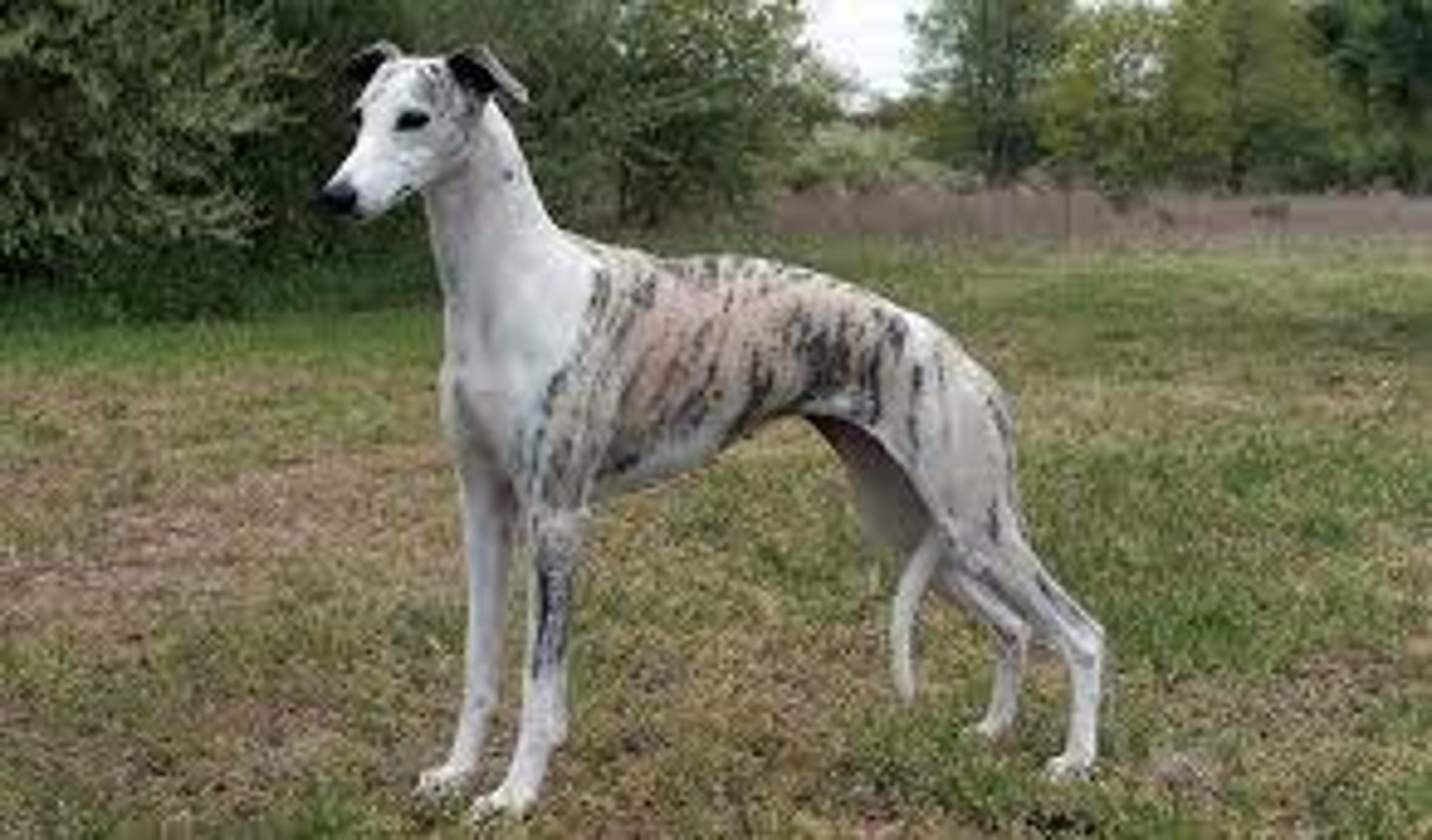 <p>Hound</p>