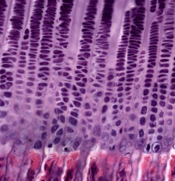 <p>note the cells growing larger</p>