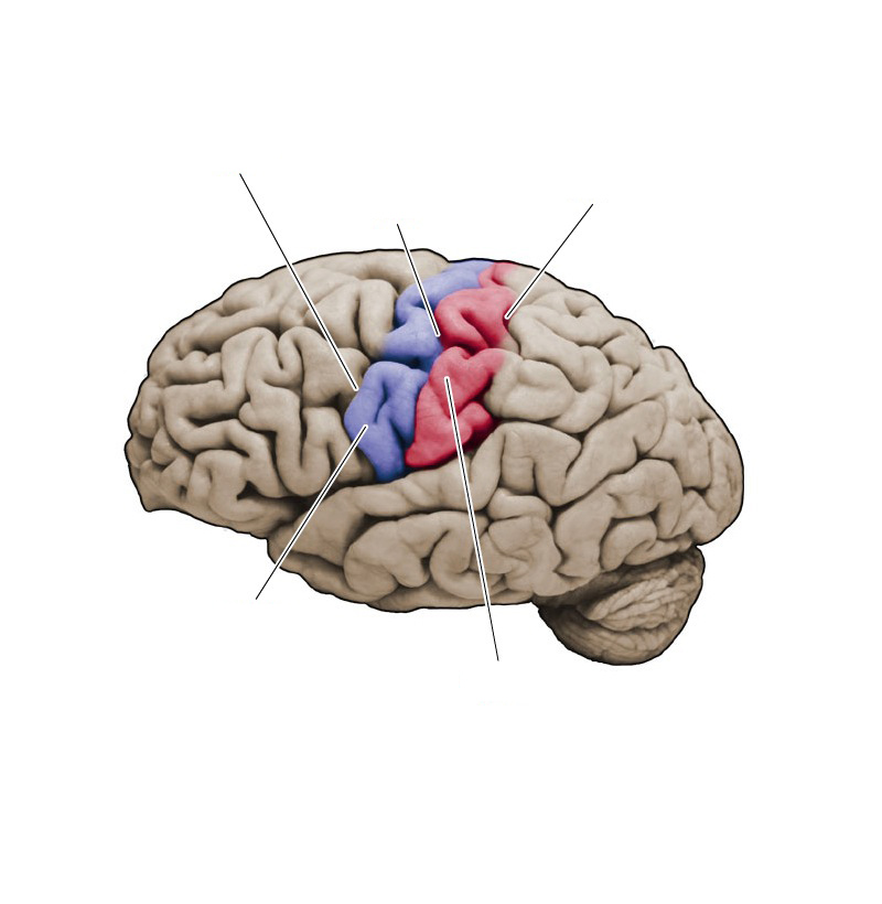 <p>Precentral Sulcus- vertically oriented at the anterior margin of the precentral gyrus</p>