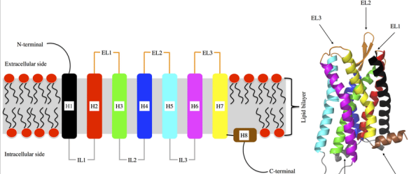<ul><li><p><strong>7 transmembrane α-helices (TMs)</strong>.</p></li><li><p>TM3 centrally located next to binding pocket, crucial for ‘transduction’ of ligand binding</p></li><li><p>Other transmembrane helices (TMs) and the <strong>extracellular N-terminus</strong> also contribute to ligand binding.</p></li><li><p>N terminus at extracellular side (ligand binding) </p></li><li><p>C terminus at intracellular side (G-protein binding)</p></li></ul><p></p>