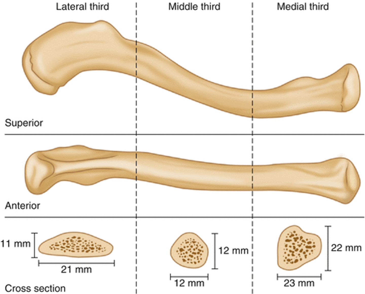 <p>The clavicle is a long, superficial S-shaped bone, subdivided into three portions: medial (proximal), central, and lateral (distal).</p>