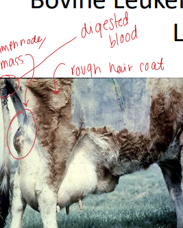 <p><span>Bovine Leukemia/Enzootic Bovine Leukosis</span></p>