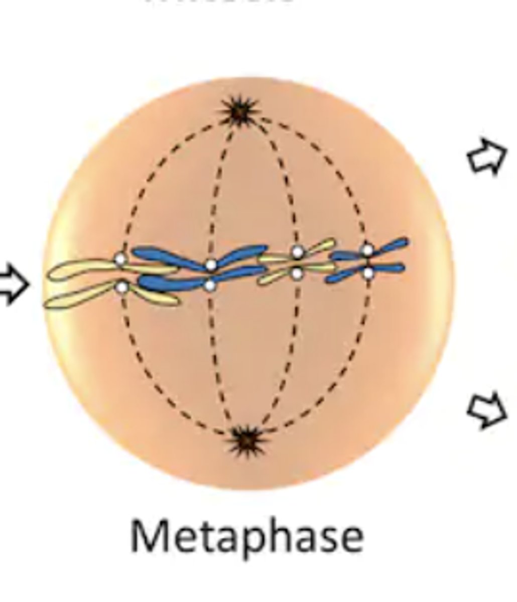 <p>- meta = "between"</p><p>- replicated chromosomes align themselves along the parent cell's equator</p>