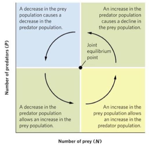<p>The point at which the two isoclines of zero growth intersect (in the middle)</p><ul><li><p>this is where both populations are balanced + in equilibrium</p></li><li><p>No increase or decrease in the population size of either group</p></li></ul><p></p>