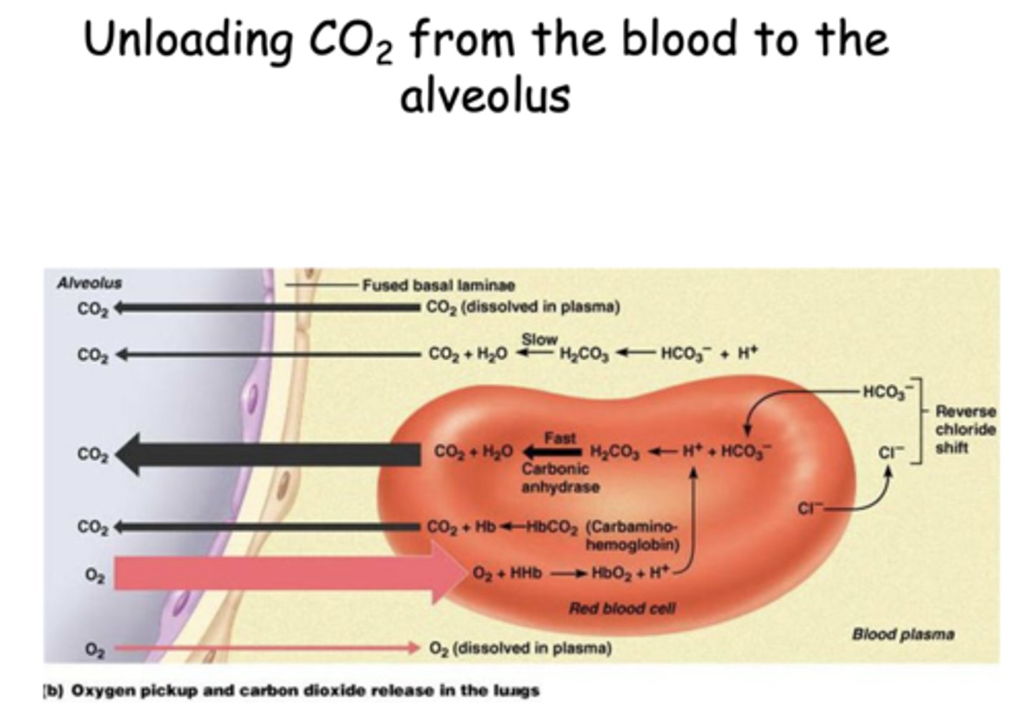 <p>Carbonic anhydrase</p>