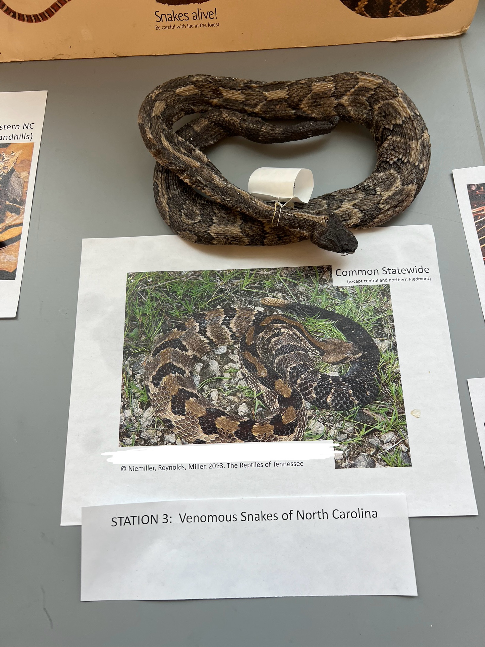 <p>What are the common and scientific names of this animal?</p>