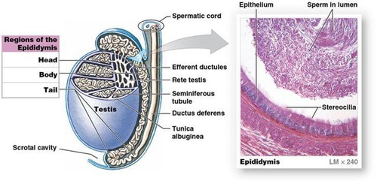 <p>Start of the male reproductive tract, coiled tube bound to posterior border of each testis</p>