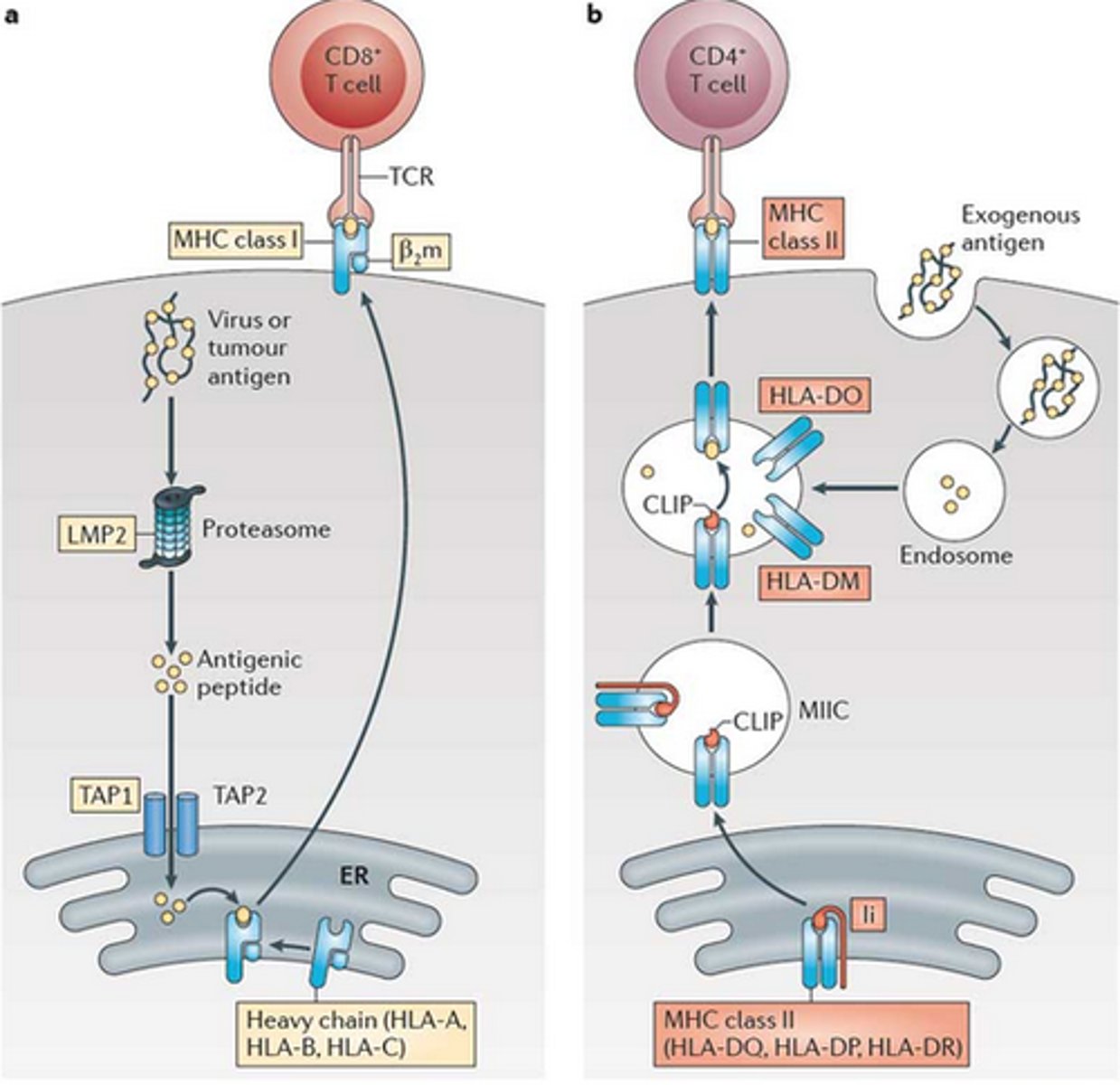 <p>found on all nucleated cells. present internal antigens to CD8+ T cells so that the cell can be targeted for destruction by T cells.</p>