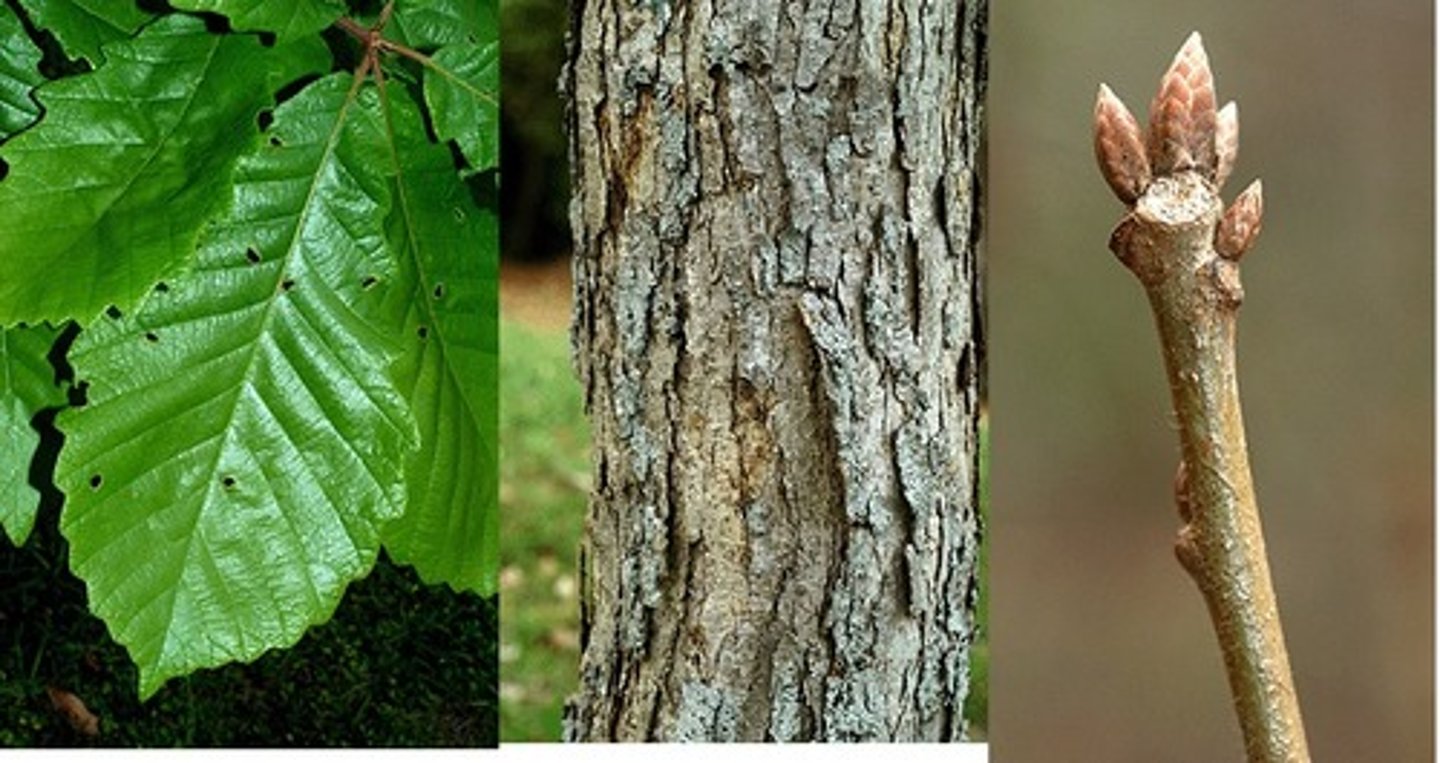 <p>Fagaceae Quercus montana</p>