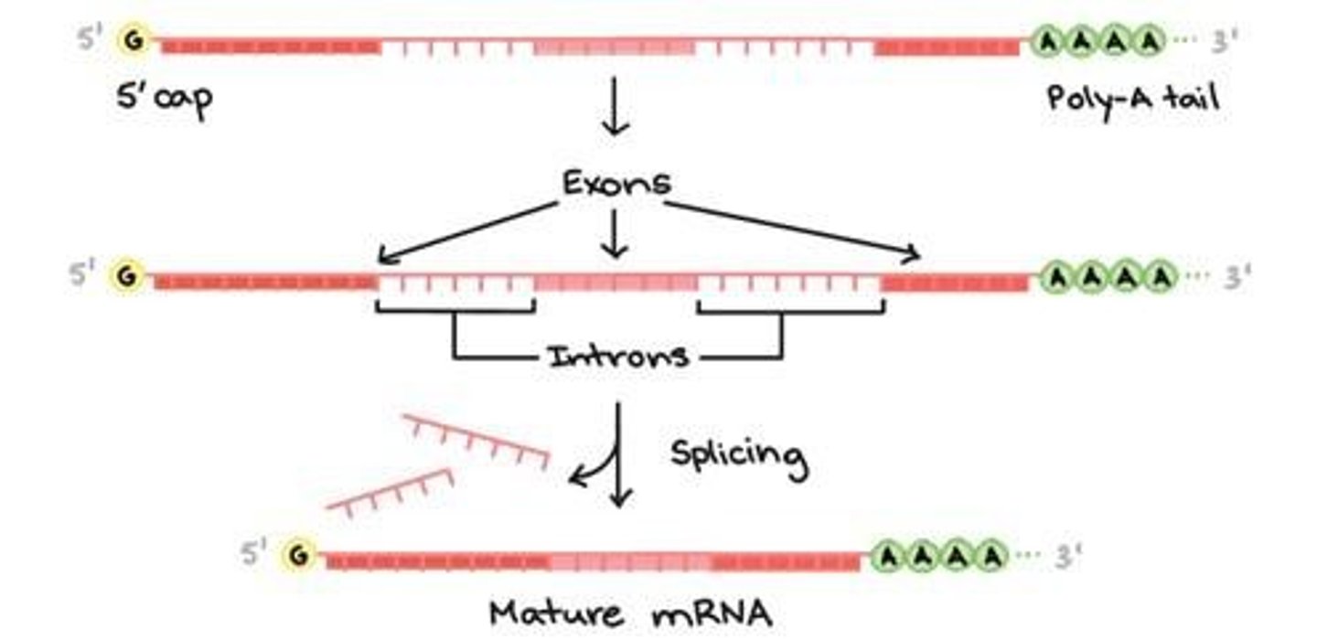 <p>Addition of a 5' cap, addition of a poly-A tail, and splicing out of introns.</p>