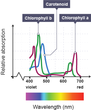 <p>Absorption spectrum</p>