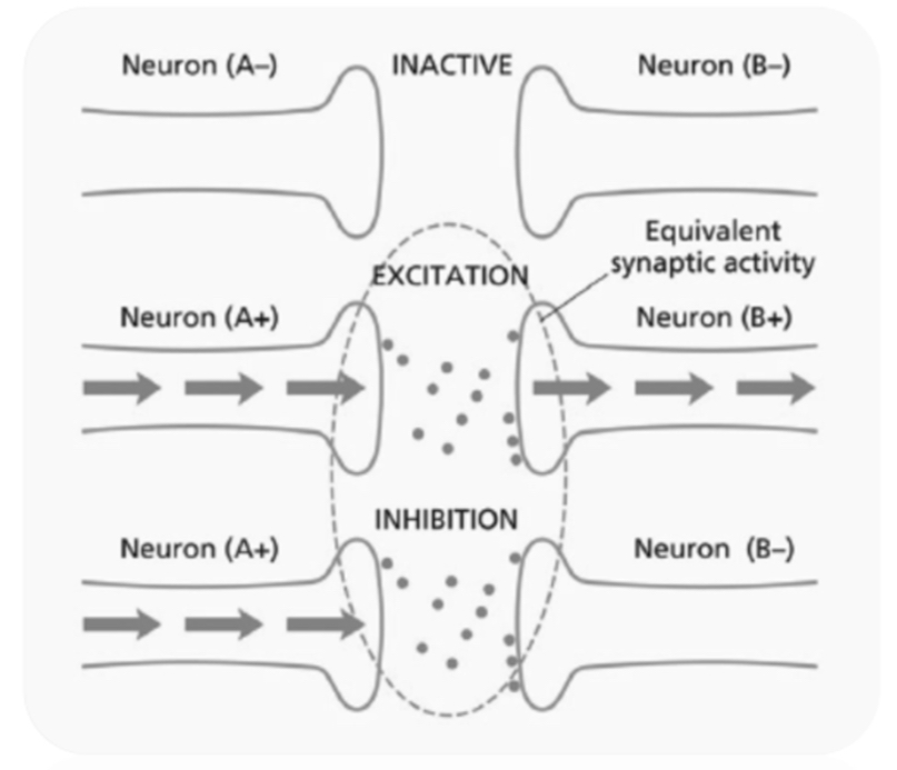 <ul><li><p>Excitation:  increases their firing rate</p></li><li><p>Inhibition: decreases their firing rate</p></li></ul>