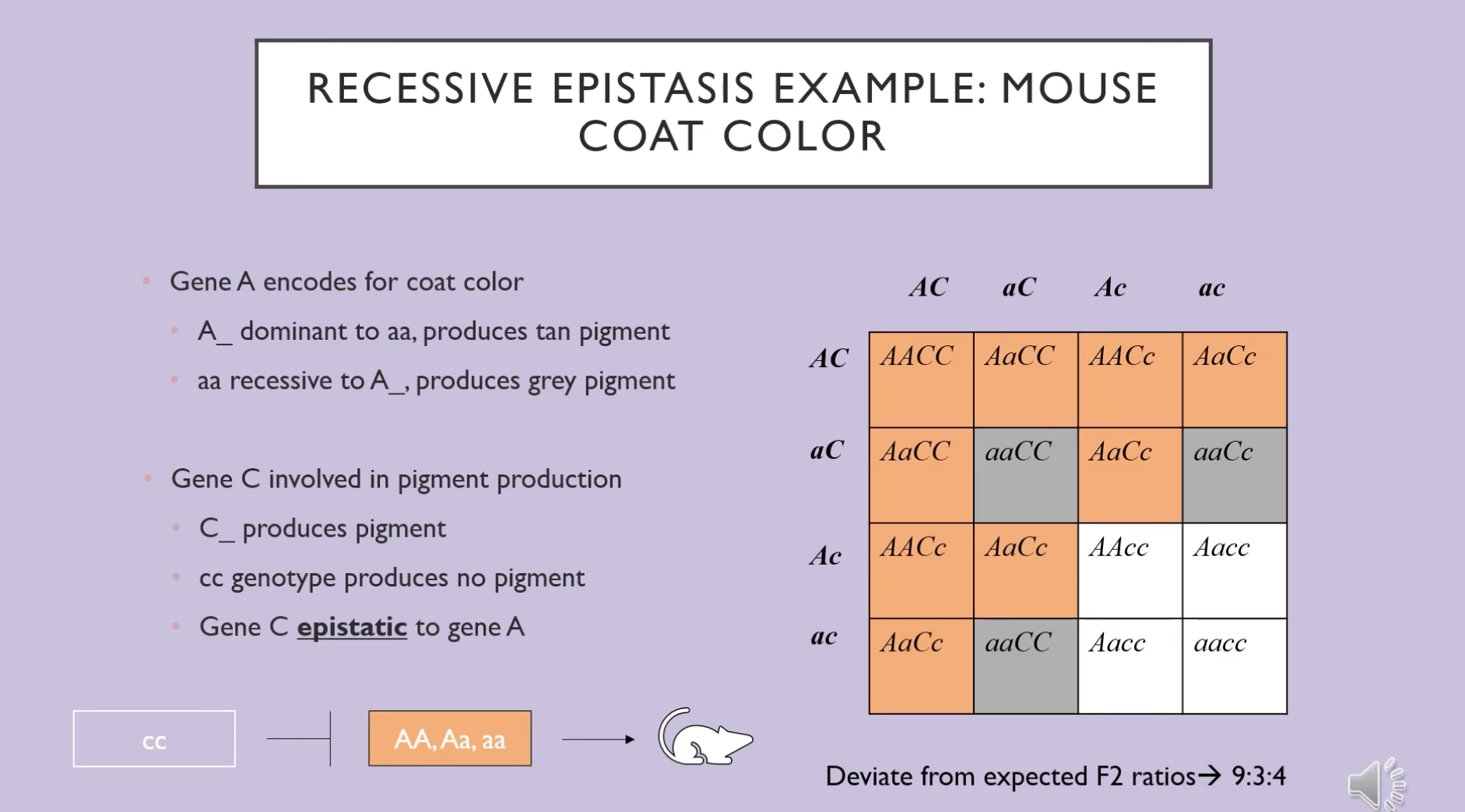 <ul><li><p>phenotypic ratio 9:3:4</p></li><li><p>when two (or more) genes can be involved in producing a particular phenotype</p></li></ul><p></p>