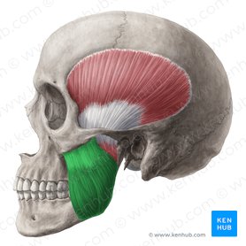 Identify what muscle is highlighted in green 