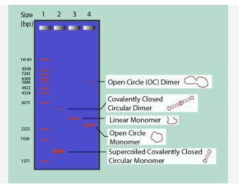<p>Size: smaller molecules move faster through the gel pores as the largest are first and the smallest usually the last ones</p><p>Charge: DNA is negatively charged so when placed in the buffer the molecules would move towards the positive end.</p><p>Shape: If its more irregulary shaped the molecule would have a harder time moving along the gel than linear shaped molecules as friction increases for them (diff migration patterns)</p>