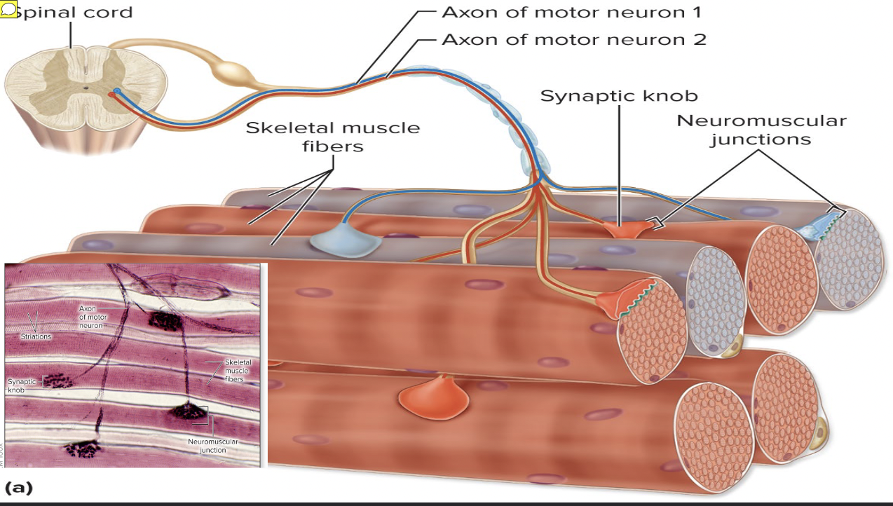 <p><span>Motor nerve</span></p>