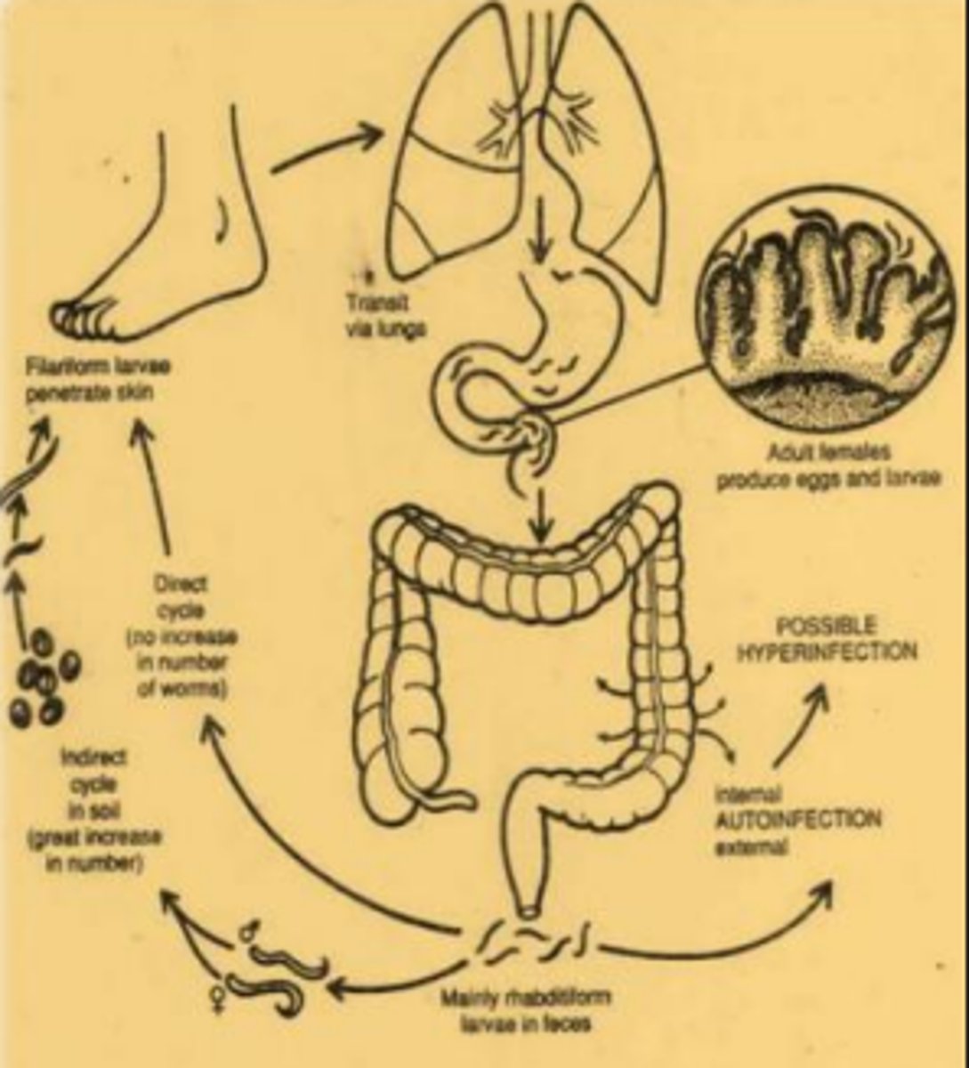knowt flashcard image