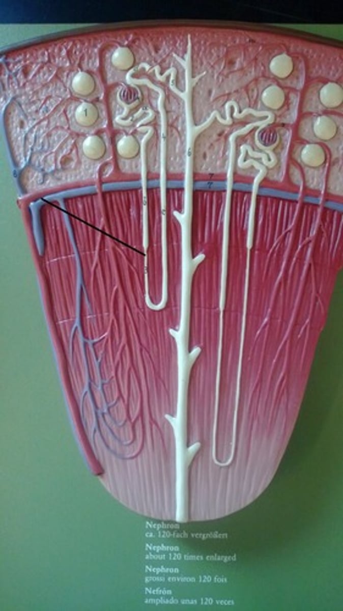 <p>Concentrates the filtrate, allows diffusion of salts and water back into blood.</p>