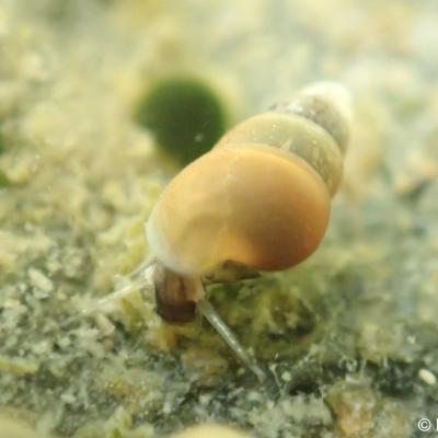 <p>Hydrobiidae, sukkulakotilot</p>