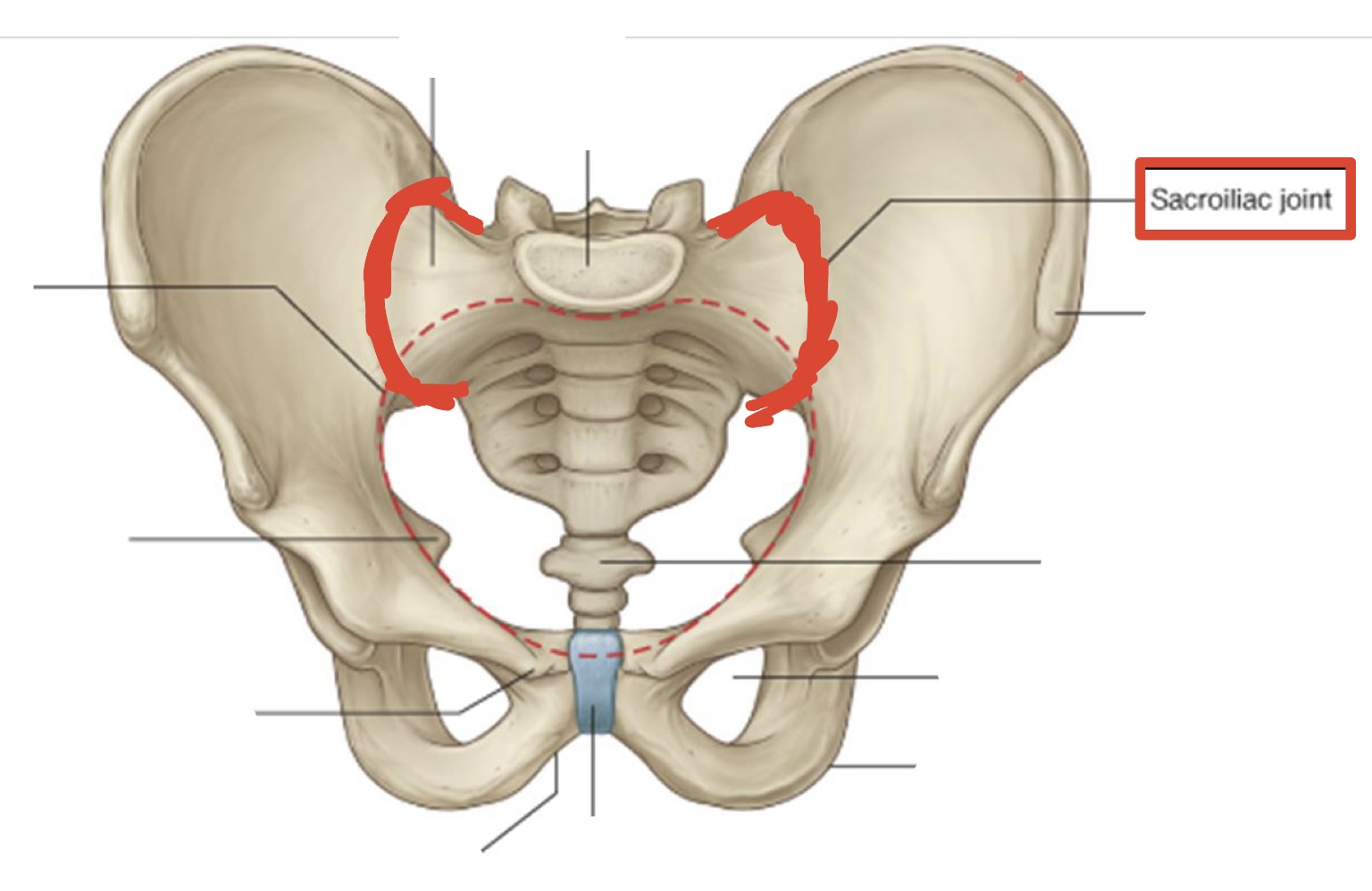 <p><span>Sacroiliac joints</span></p>
