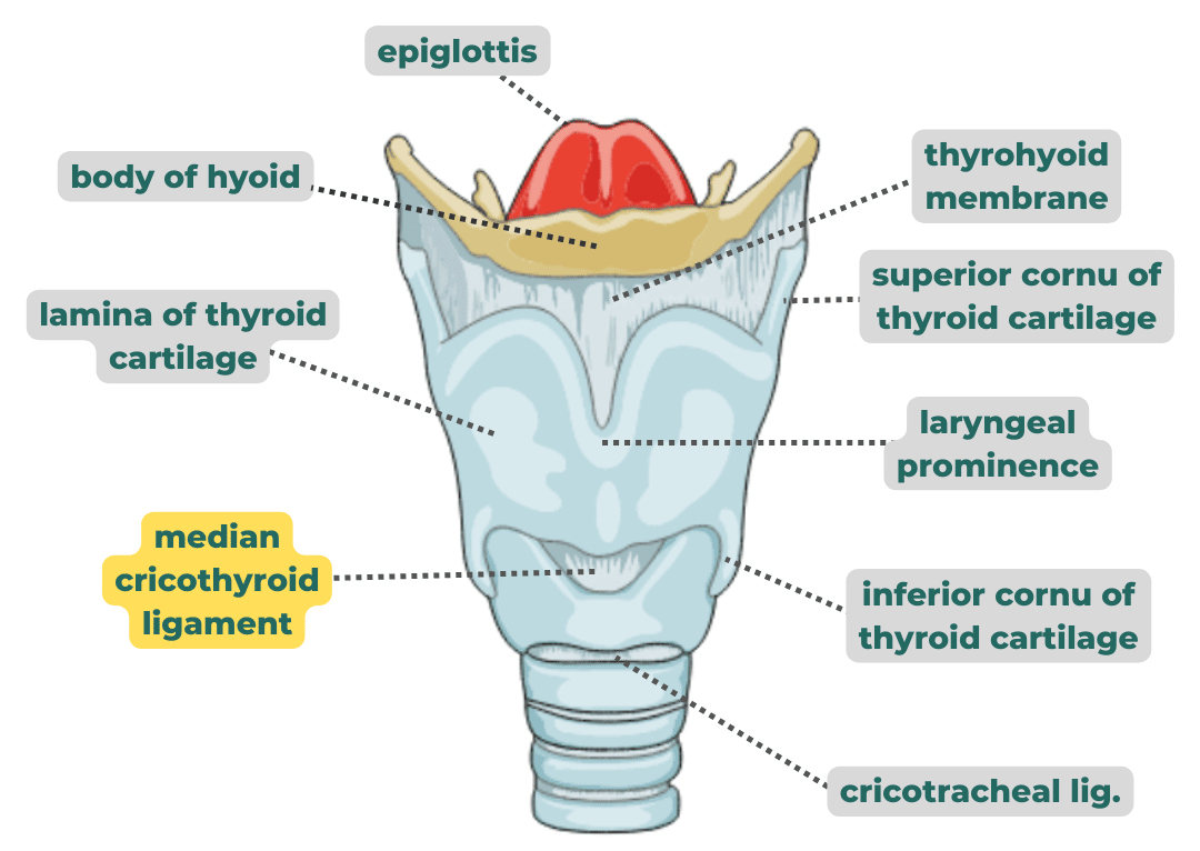 <p>Connects the<strong> Thyroid Cartilage &gt; Circoid Cartilage </strong></p>