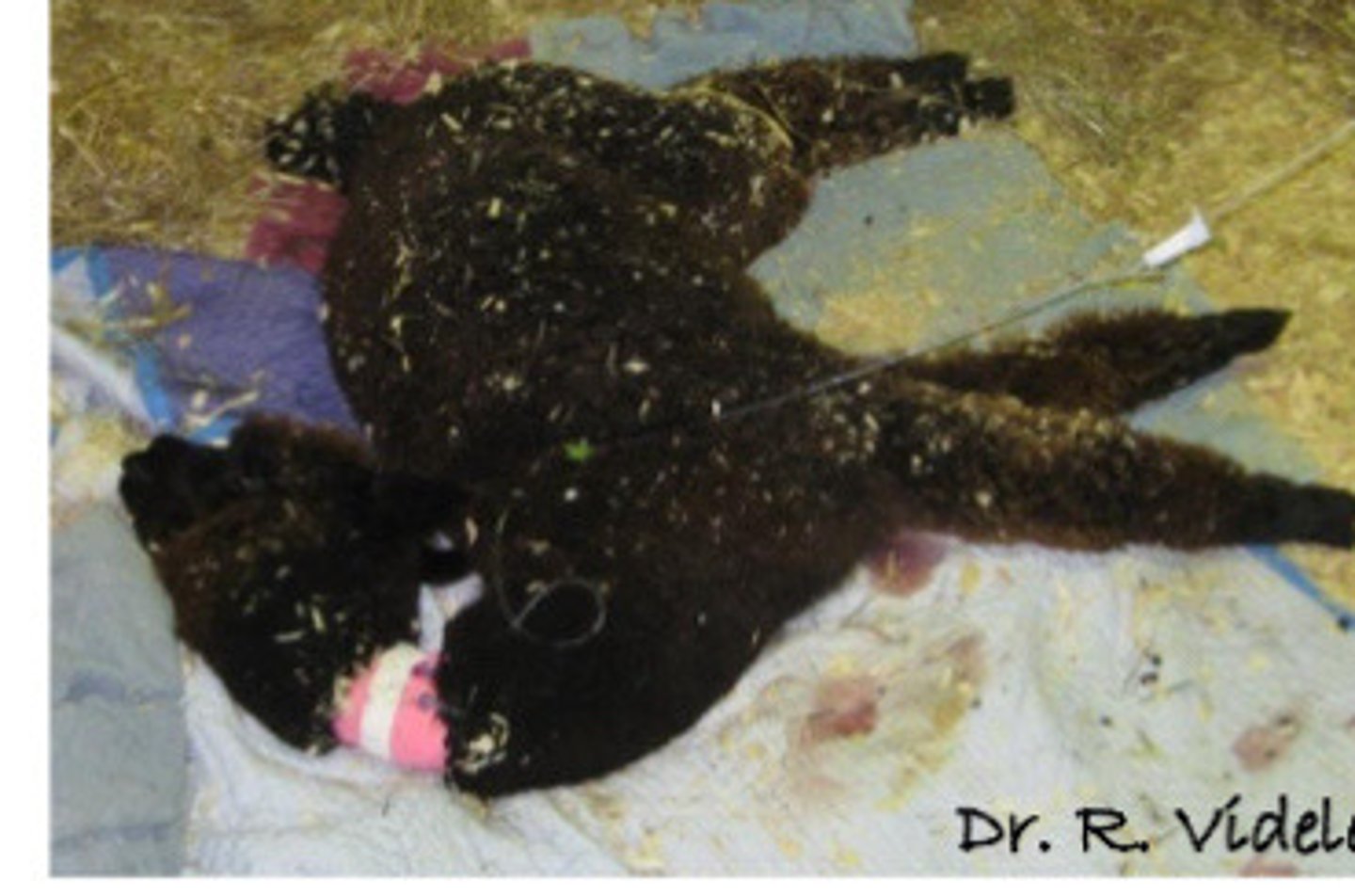 <p>What is the name for the position of this camelid?</p>