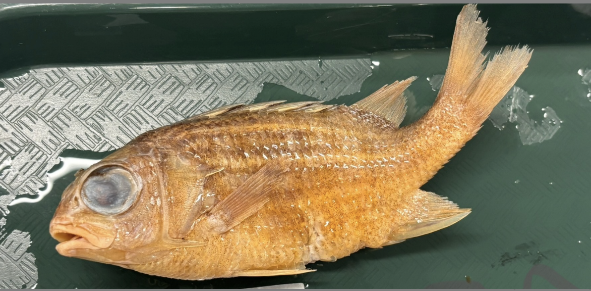 <p>Squirrelfish <strong>Family</strong></p>