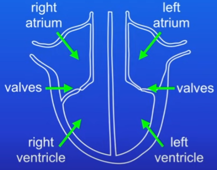 <ul><li><p>right and left atrium</p></li><li><p>right and left ventricle</p></li><li><p>always shown as if your looking at the person</p></li></ul>