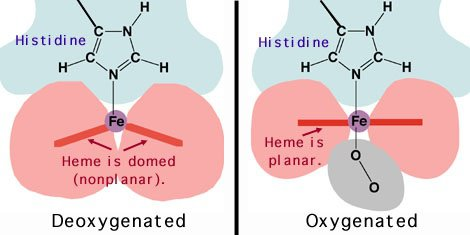 <ul><li><p><span>porphyrin ring covalently bound in a deep pocket in each Hb subunit (protect the Fe<sup>2+</sup>!)</span></p></li><li><p><span>Fe<sup>2+ </sup> ion in centre</span></p></li><li><p><span>Fe<sup>2+</sup> makes 6 covalent bonds</span></p><ul><li><p><span>4 to the planar haeme ring</span></p></li><li><p><span>one to a Histidine amino acid of Hb </span></p></li><li><p><span>one to O<sub>2</sub></span></p></li></ul></li><li><p>deoxygenated (Tense) state:</p><ul><li><p>concave shape</p></li><li><p>high affinity for oxygen</p></li></ul></li><li><p><span>oxygenated (Relaxed) state</span></p><ul><li><p>flat, planar shape</p></li><li><p>low affinity for oxygen</p></li></ul></li></ul><p></p>
