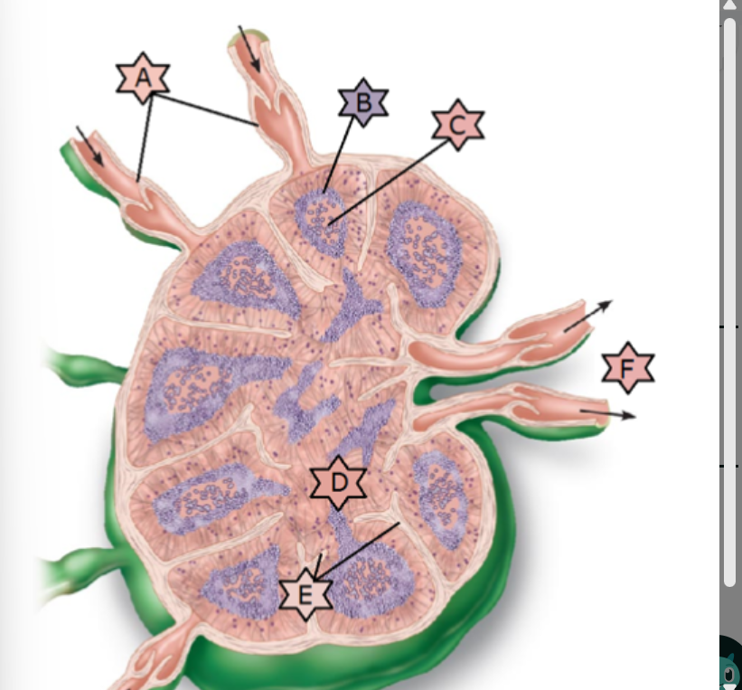 <p>Match the following term to its description: hilum</p>