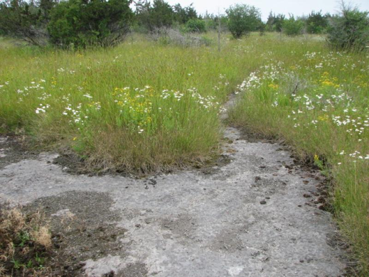 <p>Wetland Type?</p>