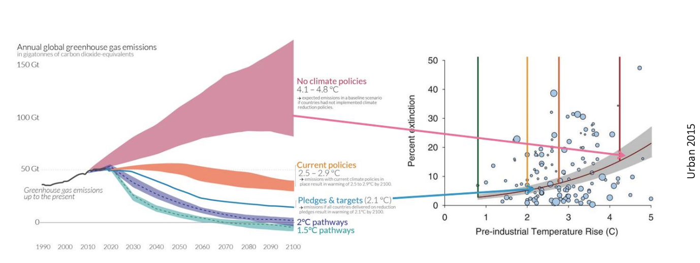<ul><li><p>The near-term descion agreements <strong>now</strong> will determine emissions trajectories</p></li><li><p><strong>Business as usual emissions</strong>→ causes &gt;4 degree heating by 2100 over preindustrial levels</p><p>IMPACT→ 16% of all species to extinction</p><ul><li><p>marine extinctions comparable to end-Permian event by 2300</p></li></ul></li></ul><p><em>But even if pledges were met</em></p><p>→ still eliminate 7 to 8% of species</p><p><strong>Need more stringent measures!</strong></p>