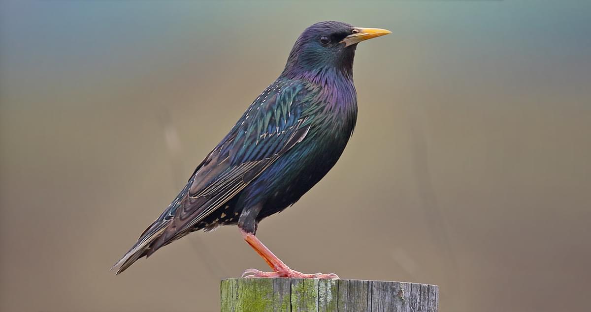 <p>What bird is this?</p>