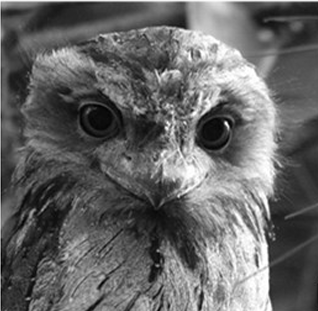 <p>Orden podargiformes</p>