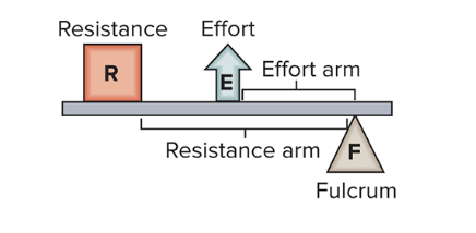 <p>third class lever</p>