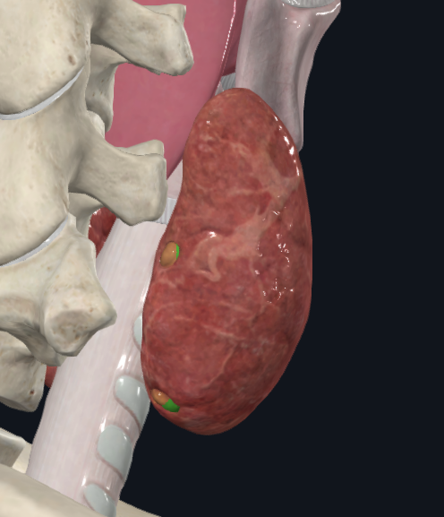 <p>What is highlighted in green</p>