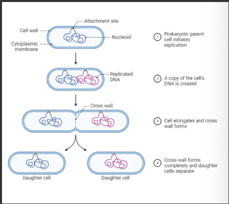 <p>what type of reproduction is this?</p>
