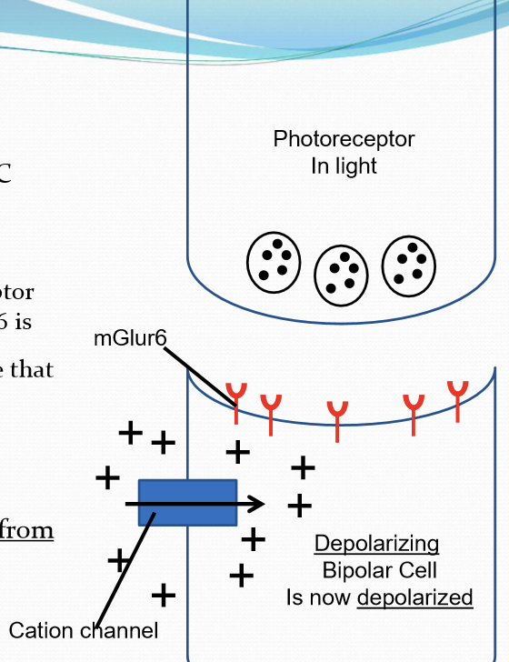 <p>Has mGlur6 glutamate receptor. Metabotropic: when mGlur6 is stimulated by glutamate, it activates a G-protein cascade that triggers the closure of cation channels. Cation channels clusre will <strong>hyperpolarize </strong>the cell. UPON light stimulation, gulatamte release is reduced from PR, the DBC cation channels open, and then the cell becomes <strong>depolarized</strong>. </p>