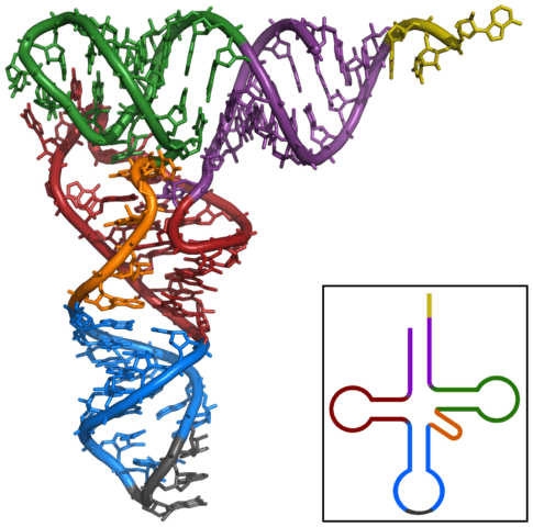 <ul><li><p>Single RNA strand ~80 nucleotides </p></li><li><p>Hydrogen bonds twist into 3D molecule </p></li></ul><ul><li><p><strong>L-shaped (</strong><span data-name="four_leaf_clover" data-type="emoji">🍀</span><strong>)</strong> </p></li></ul><p></p>