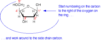 <p>Difference between DNA and RNA sugar</p>