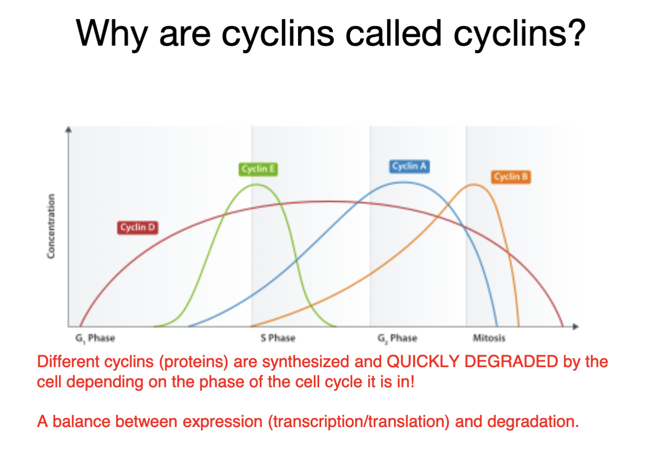 different cyclins (proteins) are synthesized and QUICKLY DEGRADED by the cell depending on the phase of the cell cycle it is in

\
a balance bwn expression (transcription/translation) and degredation