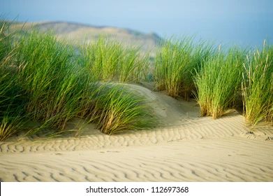 <p>What is one function of fore dunes?</p>