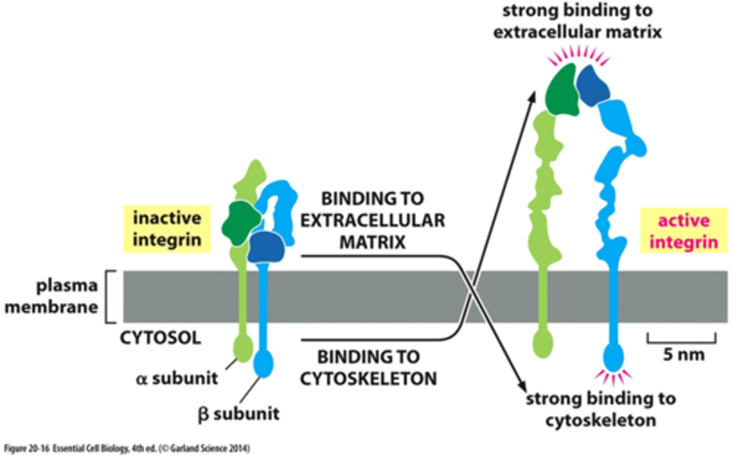 <p>unhooked, exposing intracellular binding sites, external segments unfold</p>