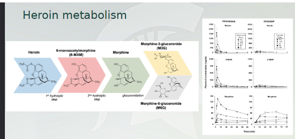 <p>Heroin metabolism </p>