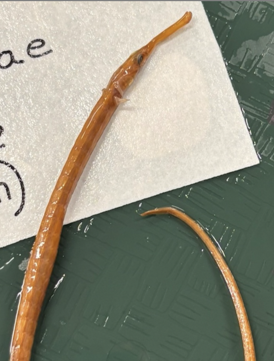 <p>Bay Pipefish<strong> Order</strong></p>