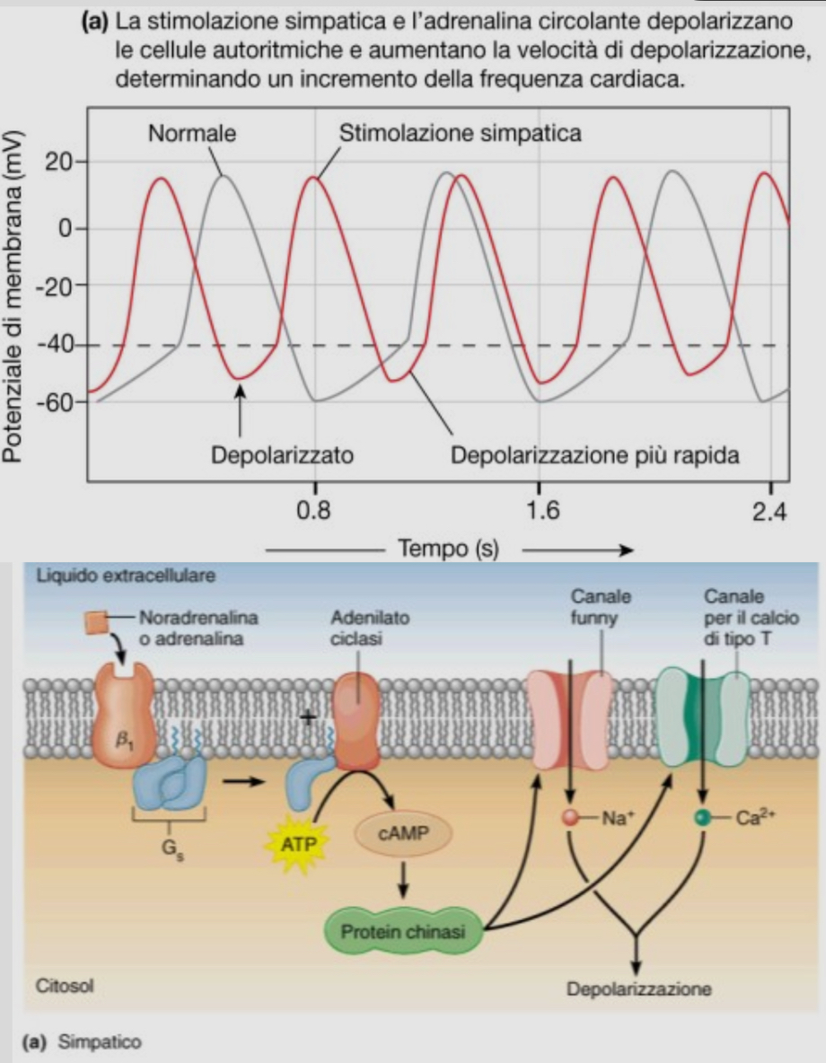 <ul><li><p><strong><u>normalmente</u></strong></p><ul><li><p>potenziale di membrana delle cellule pacemaker va tra i -60 e +20 mV</p></li></ul></li><li><p><strong><u>sotto attività simpatica</u></strong></p><ul><li><p>per incrementare la frequenza di p.a possiamo</p><ul><li><p><strong>incremento del potenziale di membrana</strong></p><ul><li><p>cambiando le concentrazioni del LIC e perciò la permeabilità, rendendo la distanza tra il potenziale e il valore soglia minore e raggiungendolo più velocemente</p></li></ul></li><li><p><strong>modulando l’attività dei canali funny</strong></p><ul><li><p>xchè la depolarizzazione lenta normale è dettata dalle correnti ioniche funny</p></li></ul></li></ul></li></ul></li><li><p><strong><u>meccanismo d’azione</u></strong></p><ul><li><p>catecolamine</p><ul><li><p>adrenalina → surrene</p></li><li><p>noradrenalina → neuroni simpatici</p></li></ul></li><li><p>interazione con i recettori beta 1 adrenergici delle cellule auto ritmiche</p></li><li><p>attivazione proteina Gs</p></li><li><p>attivazione adenilato ciclasi</p></li><li><p>produzione di AMPc</p></li><li><p>attivazione di chinasi</p></li><li><p>fosforilazione</p><ul><li><p>canali funny e canali del calcio</p></li></ul></li><li><p>influsso rapido di Na e Ca</p></li><li><p>depolarizzazione di membrana</p></li><li><p>raggiungo la soglia velocemente → aumento la frequenza di innesto → <strong><u>effetto cronotropo positivo</u></strong></p></li><li><p>canali funny rimangono aperti più a lungo permettendo di mantenere il potenziale di membrana intorno ai -50 mv → 90 battiti/minuto</p></li></ul></li><li><p><strong><u>dromotropo e batmotropo positivo</u></strong></p></li></ul>
