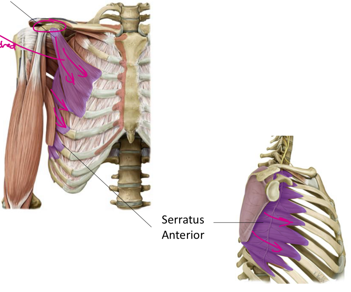 <p>Pectorals: Serratus Anterior</p>