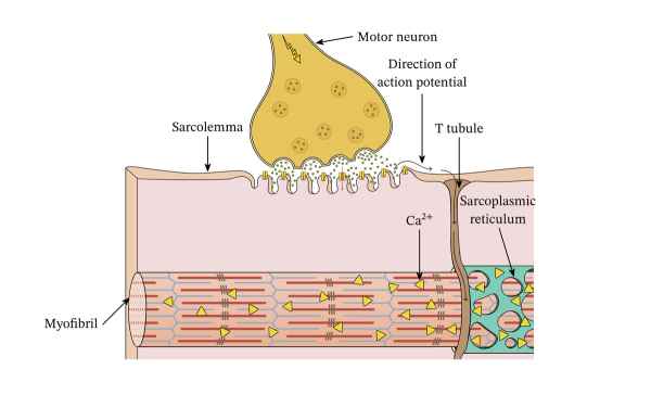 <p><span style="background-color: transparent;"><span>the physiological process of converting a neural impulse into a mechanical response.</span></span></p>